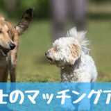 犬同士が出会えるマッチングアプリ・マッチングサイトを紹介