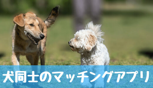 犬同士が出会えるマッチングアプリ・マッチングサイトを紹介